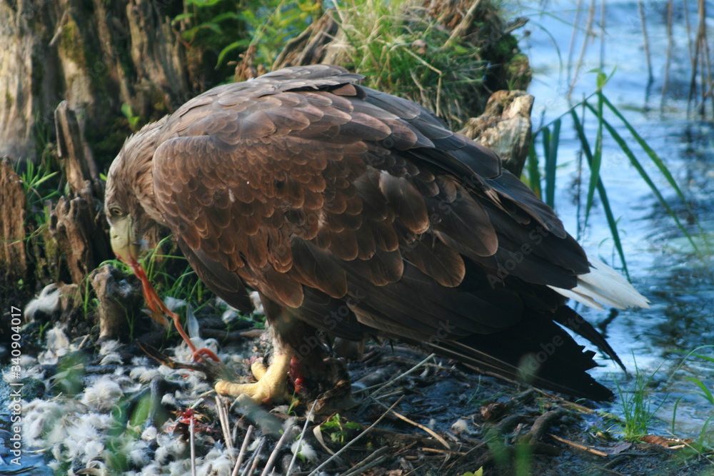 White-tailed eagle (Haliaeetus albicilla) in the North of Belarus White-tailed eagle (Haliaeetus albicilla) in the North of Belarus