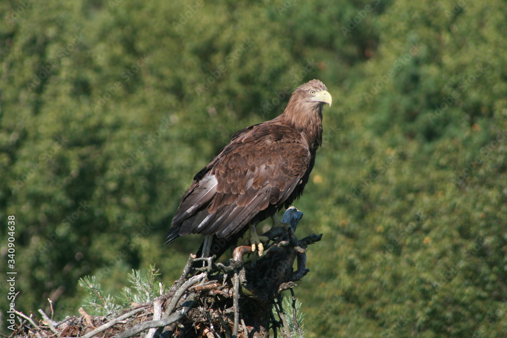 White-tailed eagle (Haliaeetus albicilla) in the North of Belarus White-tailed eagle (Haliaeetus albicilla) in the North of Belarus