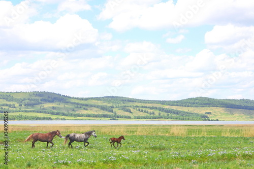 horses walk in a field on bright green grass