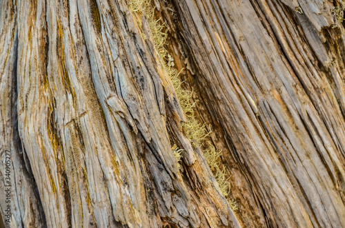 Trunk Texture Gnarled Juniper Tree photo