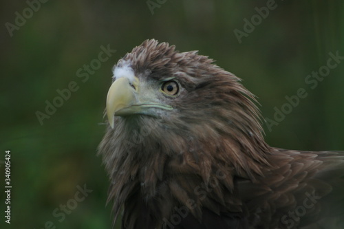 White-tailed eagle (Haliaeetus albicilla) in the North of Belarus