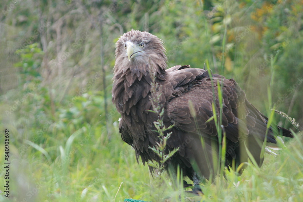 White-tailed eagle (Haliaeetus albicilla) in the North of Belarus