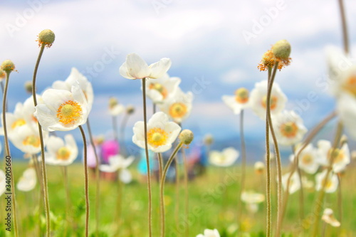 white wildflowers close-up, Very beautiful, Khakassia