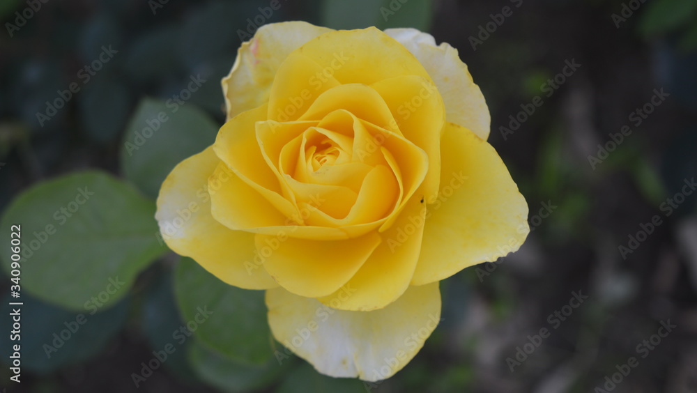 yellow rose on a green background yellow rose on a green background