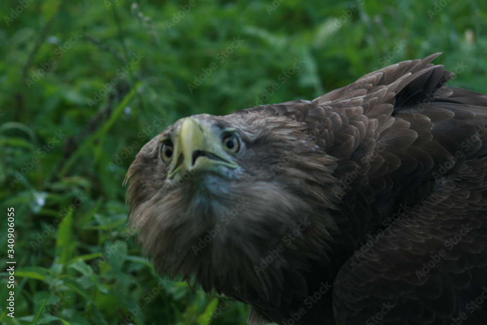 Fototapeta premium White-tailed eagle (Haliaeetus albicilla) in the North of Belarus