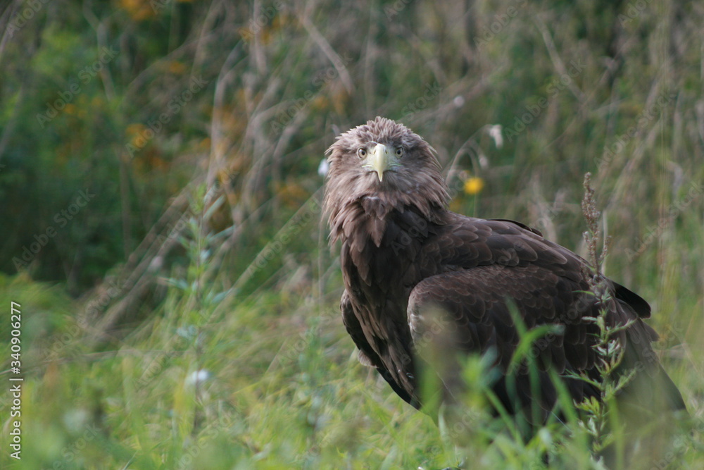 Obraz premium White-tailed eagle (Haliaeetus albicilla) in the North of Belarus