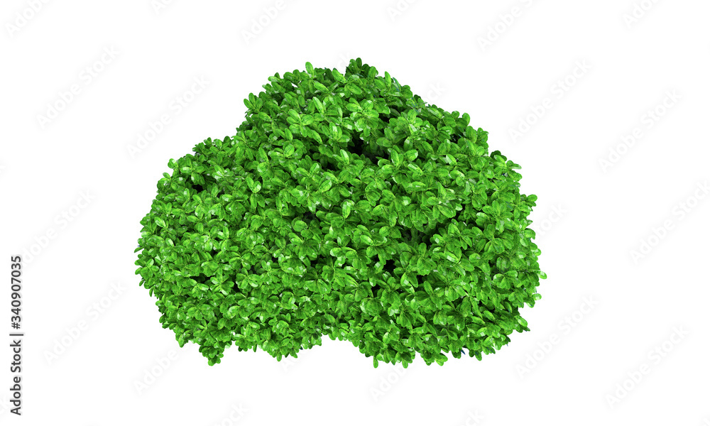Fototapeta premium bush basil 3d render isolated over white