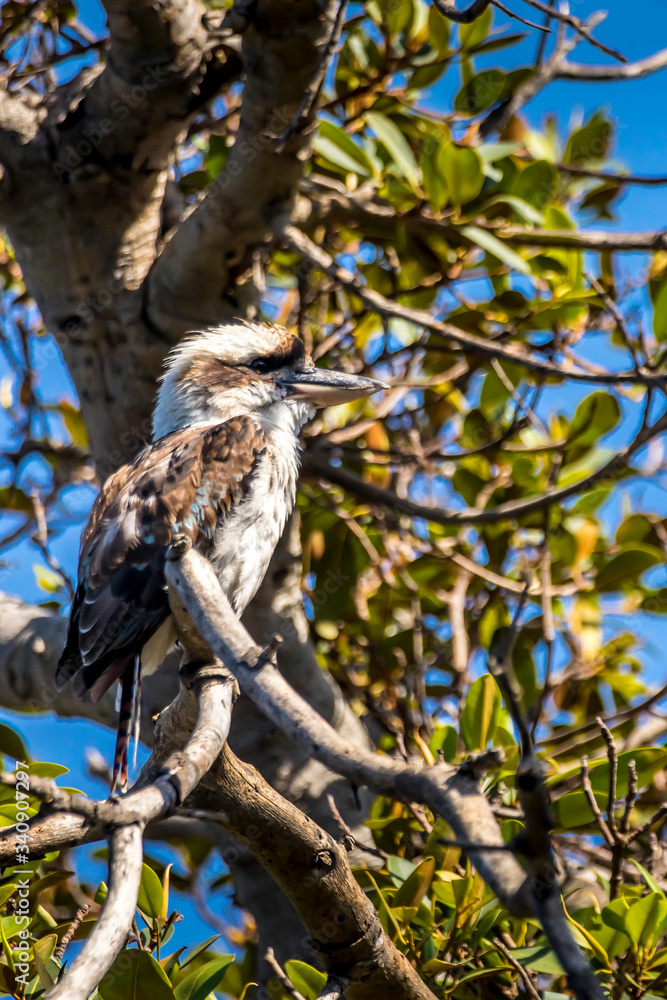 A kookaburra - one of the most popular birds of Australia - sitting on a branch of a tree in a public park in Sydney, New South Wales during a hot day in summer. A kookaburra - one of the most popular birds of Australia - sitting on a branch of a tree in a public park in Sydney, New South Wales during a hot day in summer.
