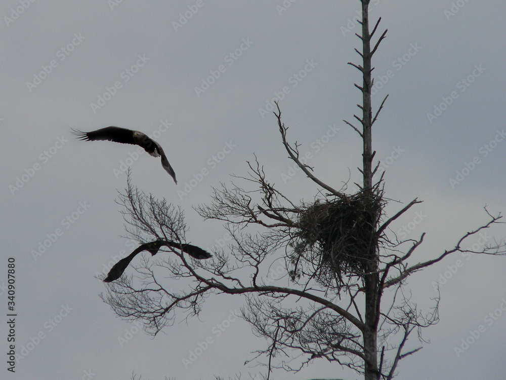 Obraz premium White-tailed eagle (Haliaeetus albicilla) in the North of Belarus