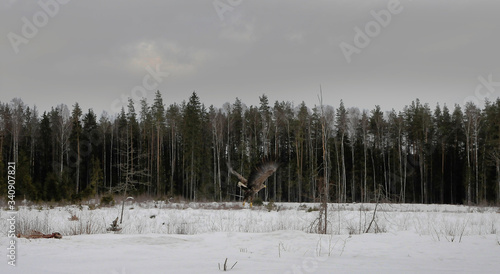 Wallpaper Mural White-tailed eagle (Haliaeetus albicilla) in the North of Belarus Torontodigital.ca