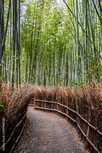 Green natural bamboo forest in Kyoto, Japan