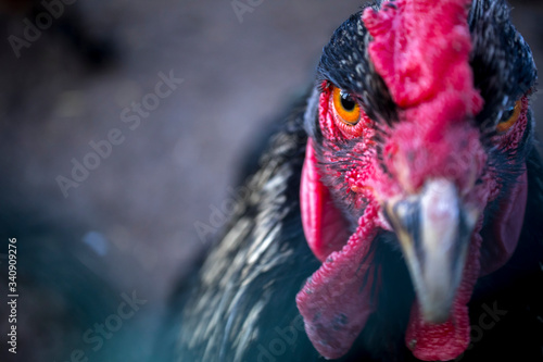 Chicken eye. The orange eye of the rooster.
