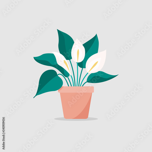 Plant indoor peace lily in flat style illustration