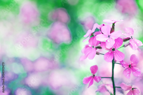 Fototapeta Naklejka Na Ścianę i Meble -  Lovely pink flower on a summer day. Beautiful floral background.