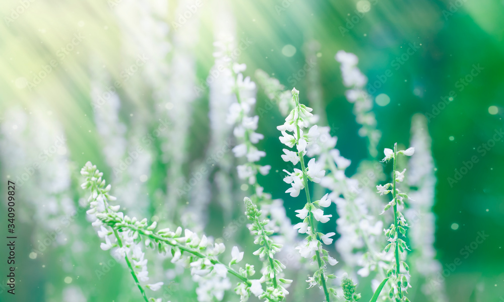 Wild grasses in the meadow. Natural blurred background Wild grasses in the meadow. Natural blurred background