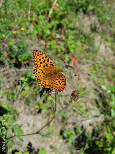 butterfly on a flower © Nastyahumanoid