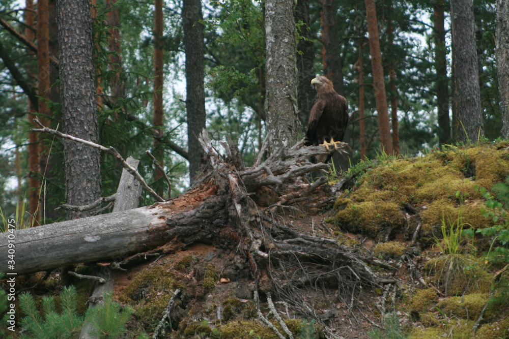 White-tailed eagle (Haliaeetus albicilla) in the North of Belarus