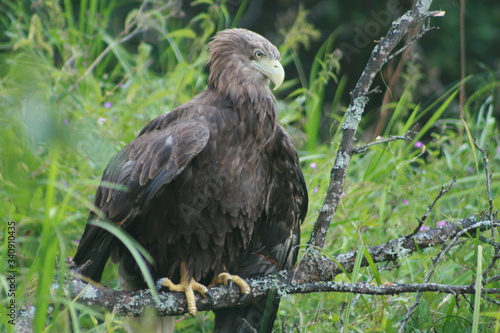 White-tailed eagle (Haliaeetus albicilla) in the North of Belarus