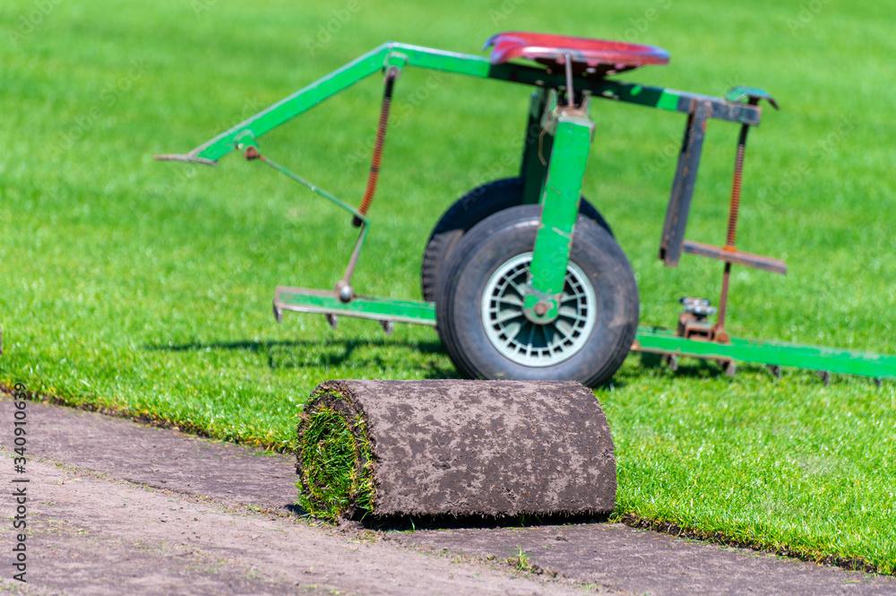 Fototapeta premium Field with high-quality, multi-purpose ryegrass or fescue turf for healthy, green and hard wearing lawn, turf grass rolls ready for use