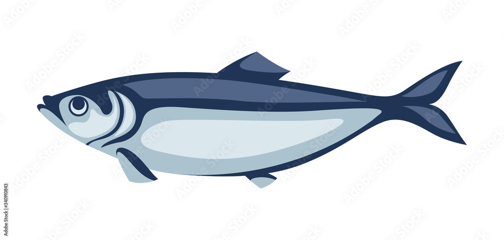 Illustration of herring fish. Pacific sardine. Illustration of herring fish. Pacific sardine.