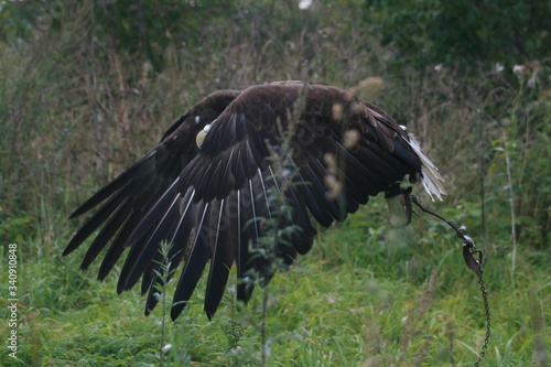 White-tailed eagle (Haliaeetus albicilla) in the North of Belarus © adventure