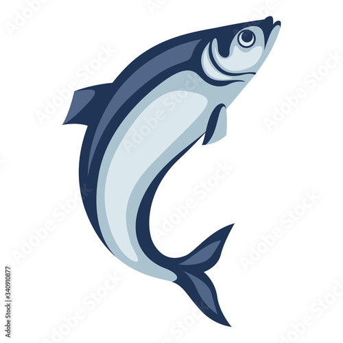 Illustration of herring fish. Pacific sardine.