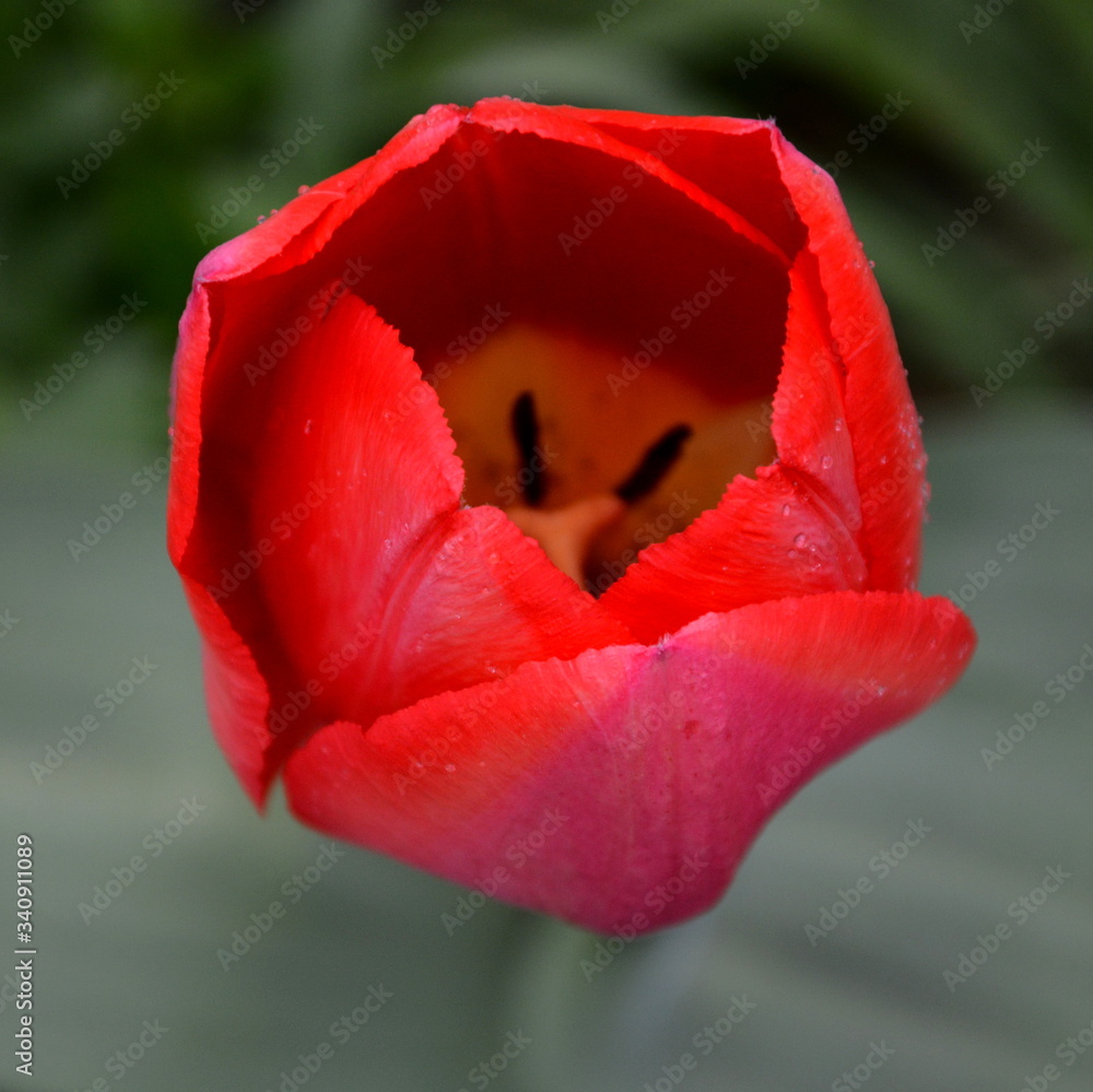 Tulip. Nice flower in early spring. The first flowers appear in spring season Tulip. Nice flower in early spring. The first flowers appear in spring season