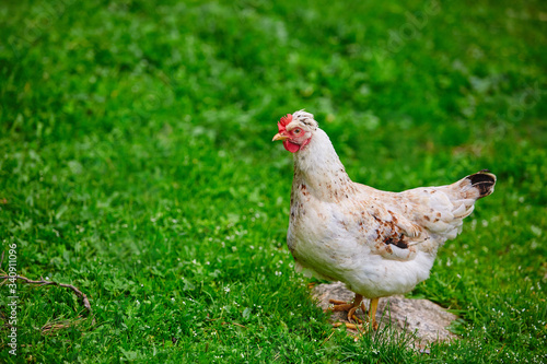 A young white hen laying hen on free maintenance, walking on the green grass in the farmyard. The concept of natural content.