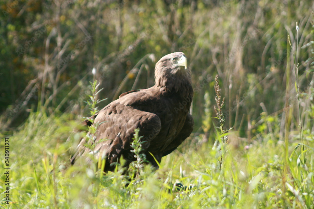 Fototapeta premium White-tailed eagle (Haliaeetus albicilla) in the North of Belarus