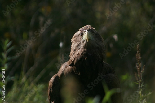 White-tailed eagle (Haliaeetus albicilla) in the North of Belarus