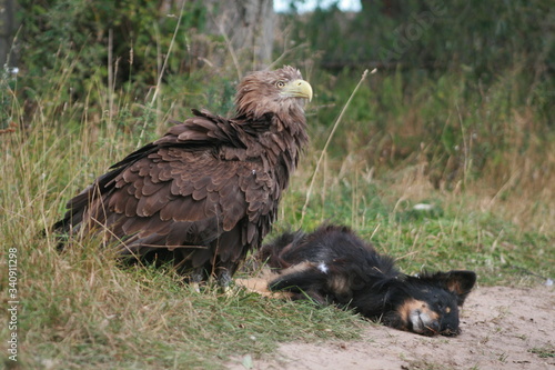 White-tailed eagle  Haliaeetus albicilla  in the North of Belarus