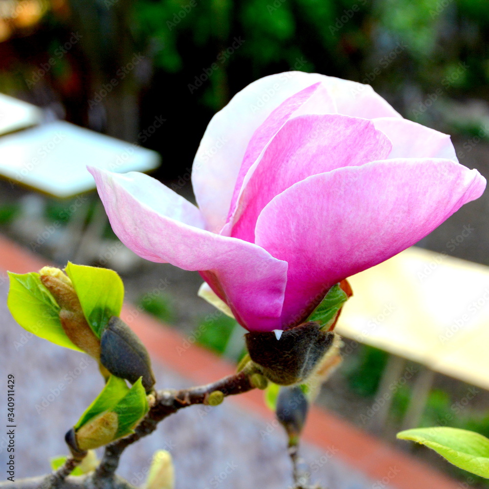 Fototapeta premium Nice flower in early spring. The first flowers appear in spring season