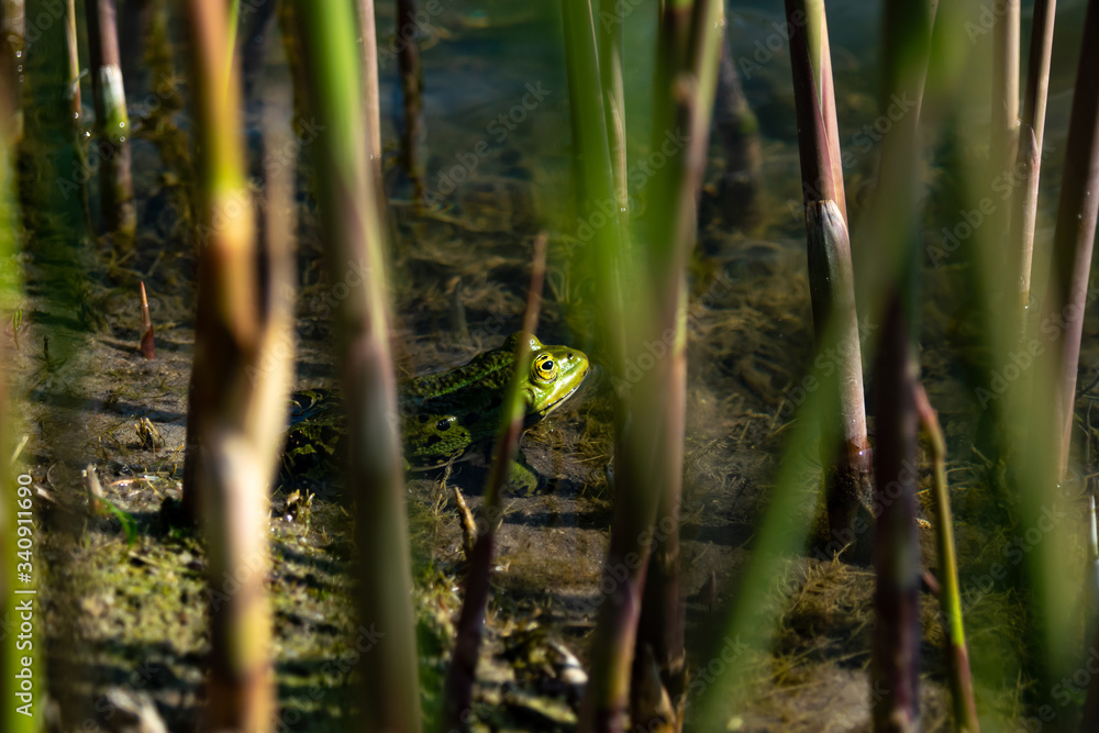 frog in the pond frog in the pond