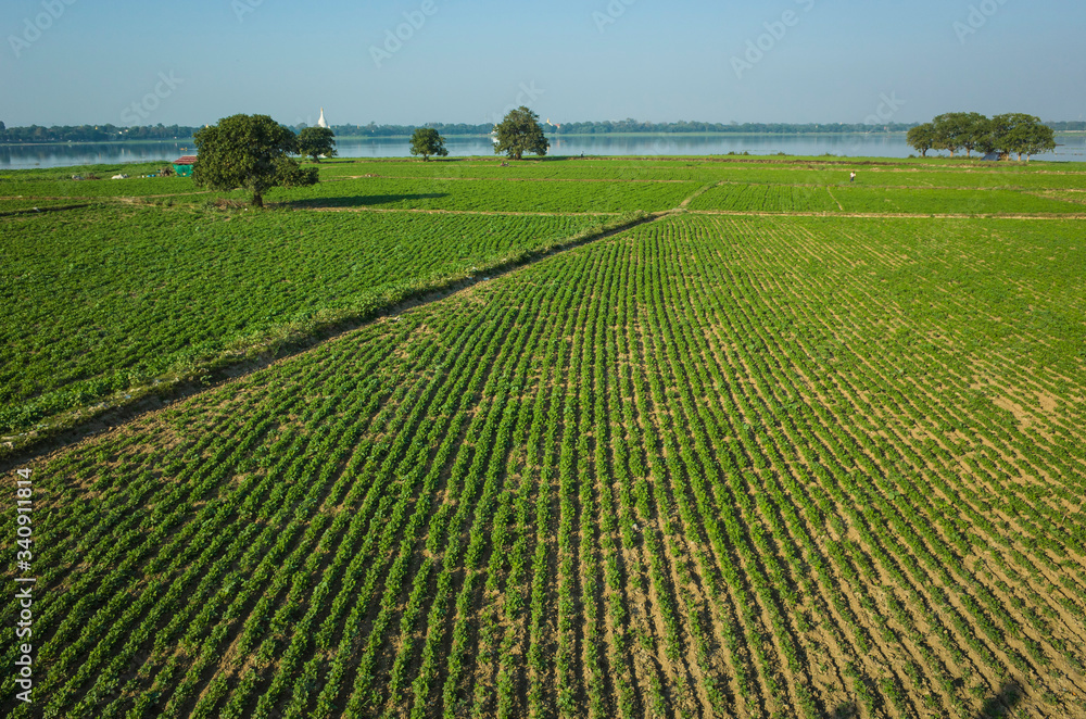 Green agriculture field near Taung Tha Man Lake at Amarapura, Mandalay, Myanmar