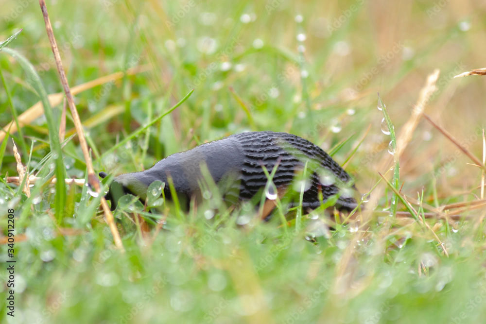 Slug in morning dew Slug in morning dew