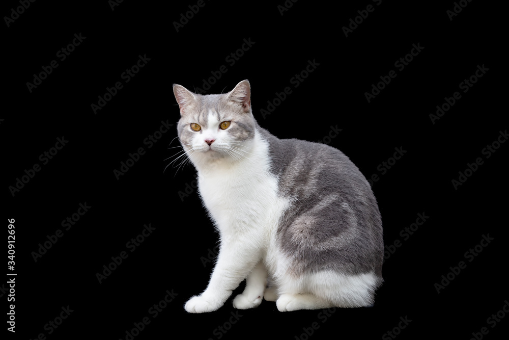 Scottish fold cat sitting on black background. White kitten cat isolate on black background. Scottish fold cat sitting on black background. White kitten cat isolate on black background.