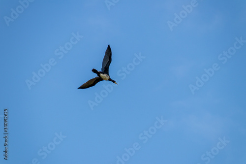 Great cormorant in flight