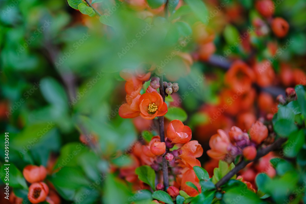 Japanese quince flowers. Chaenomeles in flower in spring. Red Japanese quince blooms in springtime. Red Japanese quince flowers on green background. Japanese quince flowers. Chaenomeles in flower in spring. Red Japanese quince blooms in springtime. Red Japanese quince flowers on green background.
