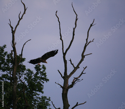 White-tailed eagle  Haliaeetus albicilla  in the North of Belarus