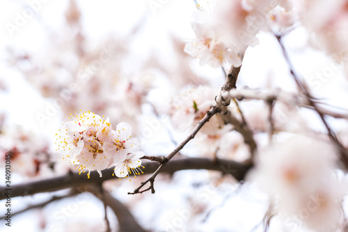 Fototapeta Naklejka Na Ścianę i Meble -  cherry blossom in spring