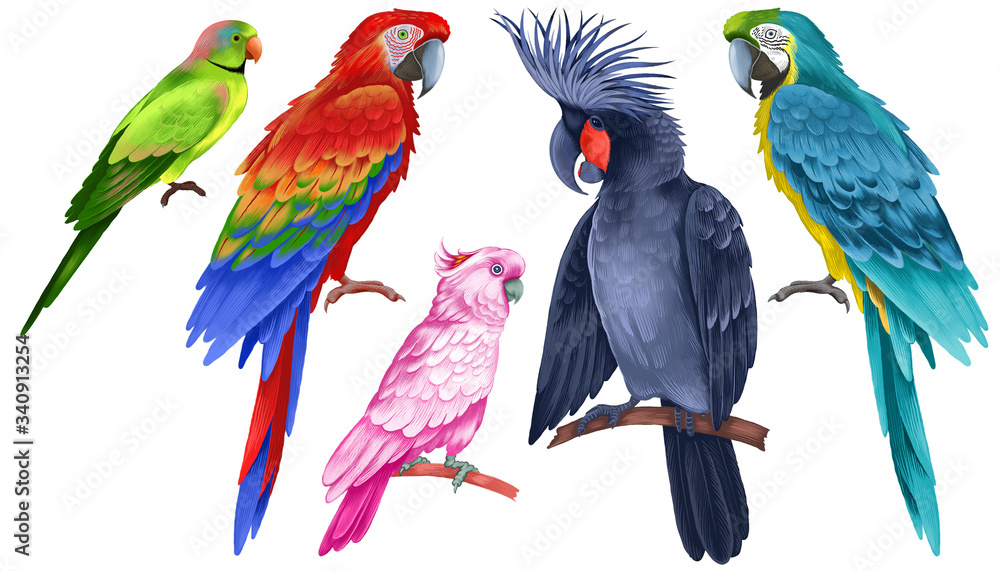 Obraz Multicolored beautiful parrots isolated on white background. Realistic illustration.
