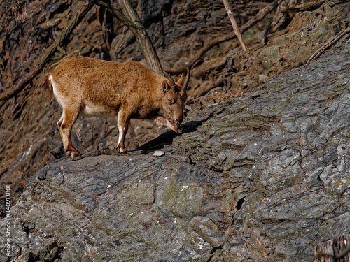 Wallpaper Mural The West Caucasian tur, Capra caucasica, is a mountain-dwelling goat-antelope found only in the western half of the Caucasus Mountains range. Torontodigital.ca
