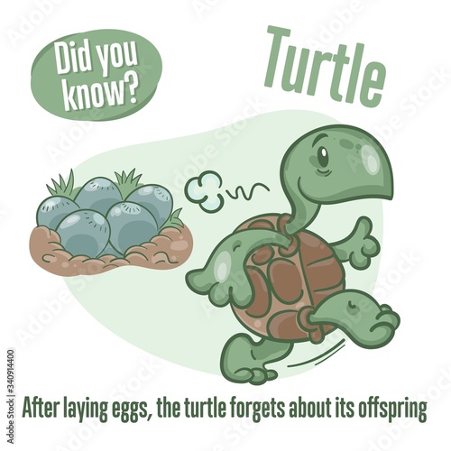 Turtle. Interesting facts about tortoise. Did you know?