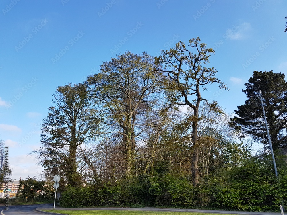 TREE AND SKY NATURE TREE AND SKY NATURE