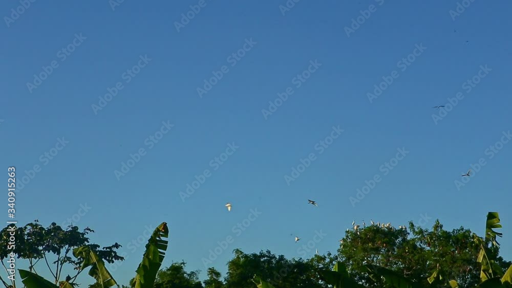 panorama at many large white tropical birds fly above big green palm trees panorama at many large white tropical birds fly above big green palm trees