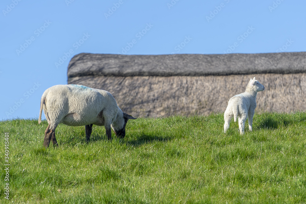 Fototapeta premium sheep and lambs