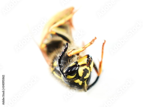 Dead norwegian wasp Dolichovespula norwegica on white background photo