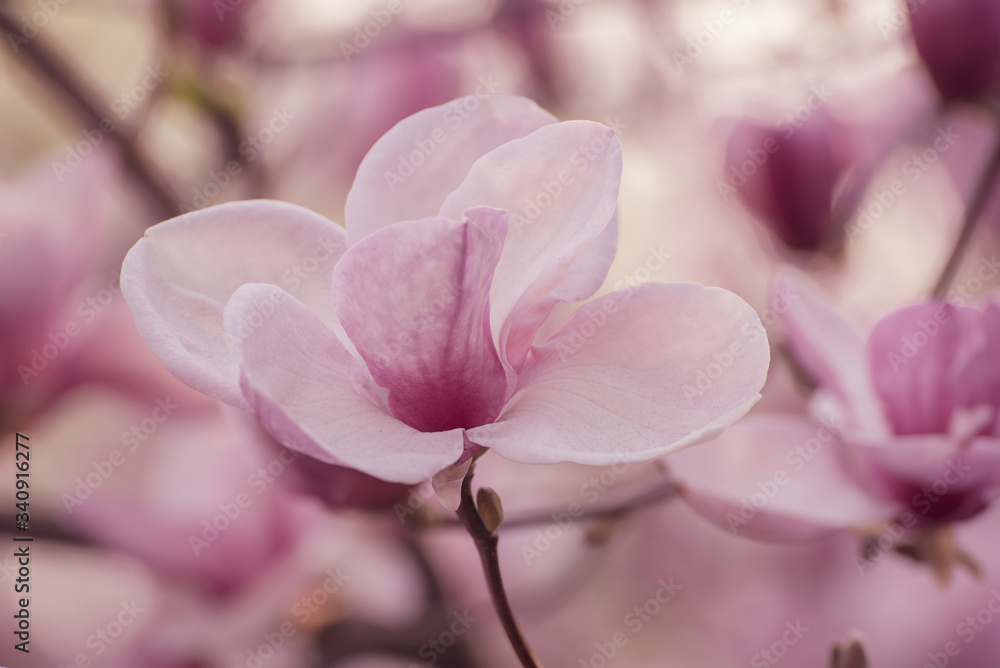 Obraz premium Magnolia spring flowers