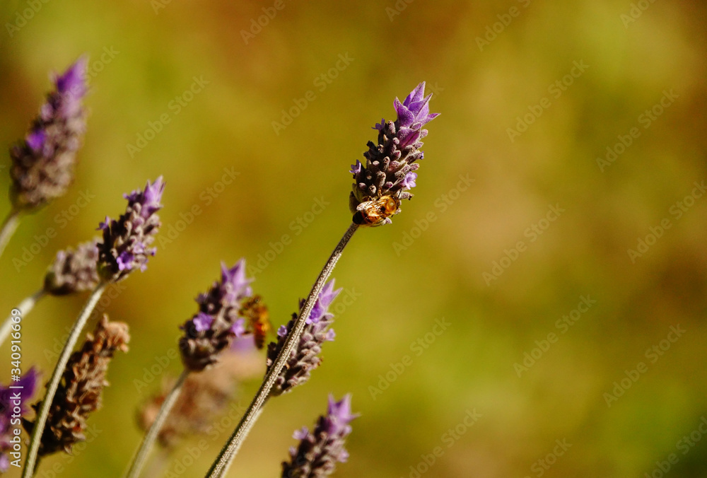 Abejas y lavandas: naturaleza hermosa Abejas y lavandas: naturaleza hermosa