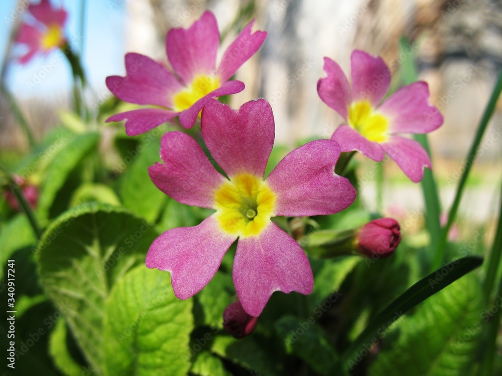 flowers flowers